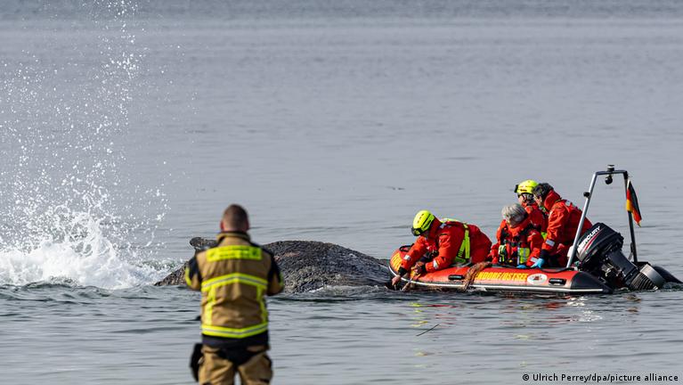 Rescue Operation Underway for Stranded Humpback Whale Off German Coast