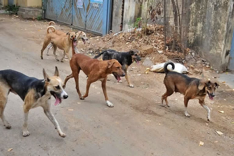 Bundi Dog Attack: 9-Year-Old Girl Critical After Stray Dogs Maul Her Inside School Campus