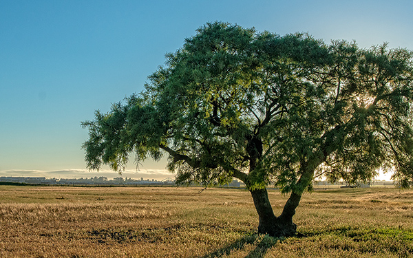 Solar Industry Launches Major Green Drive to Plant 10 Lakh Khejri Trees by 2028