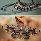 Scientists Discover Two New Lichen Moth Species in the Eastern Himalayas