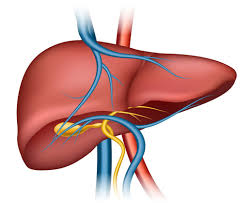 World Liver Day 2025: ठीक से काम कर रहा है लिवर या नहीं? डॉक्टर के बताए इन लक्षणों से करें पहचान